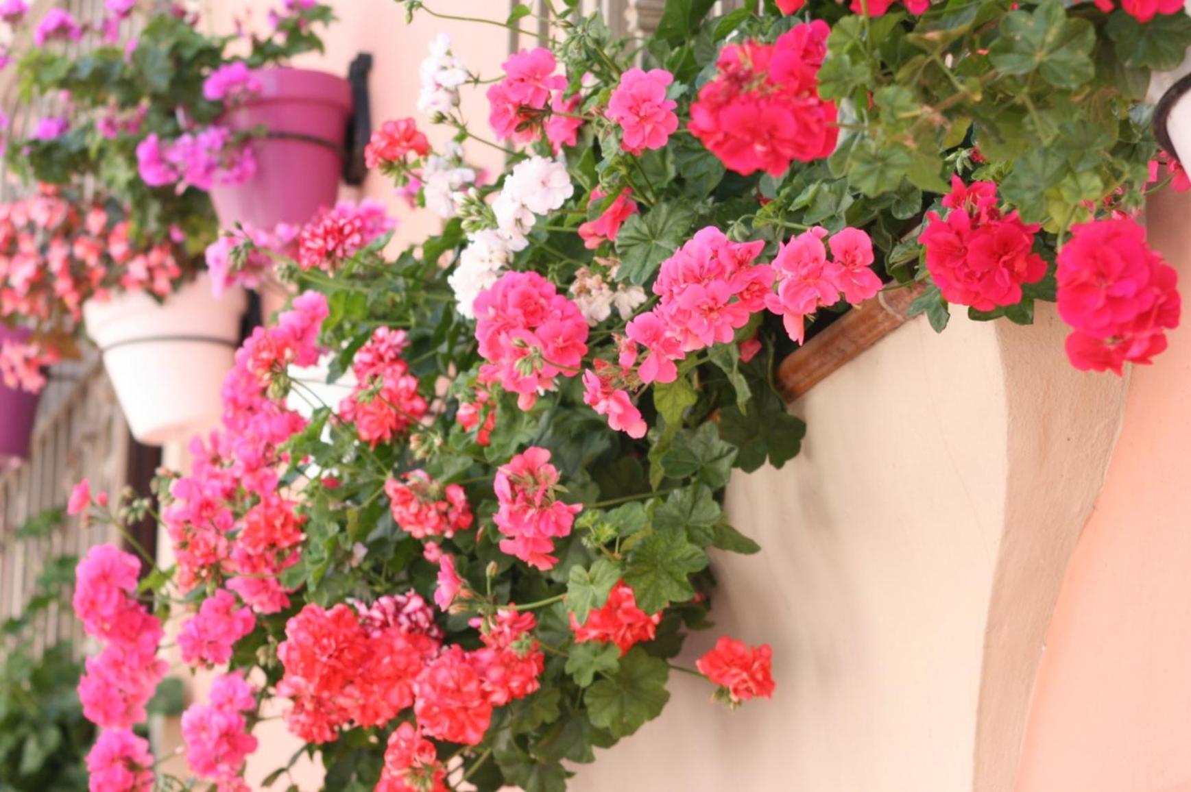 Hotel El Pilar Andalucia Estepona Eksteriør billede
